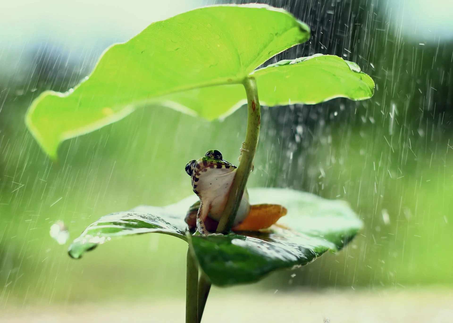 雨中叶下栖蛙